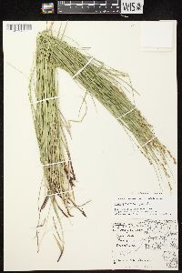 Carex echinodes image