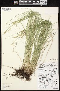 Carex echinodes image