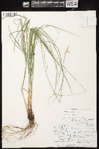 Carex echinodes image