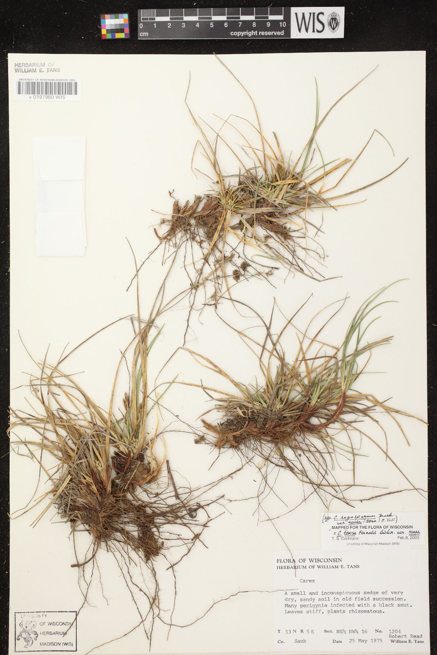 Carex tonsa var. tonsa image