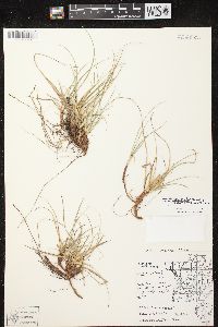 Carex tonsa image