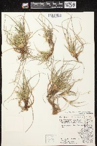 Carex tonsa image