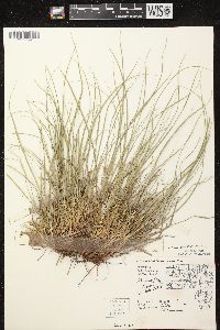 Carex tonsa image