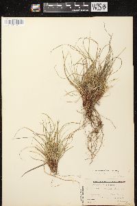 Carex tonsa image