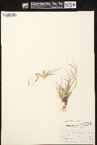 Carex tonsa image