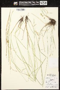 Carex tenera image