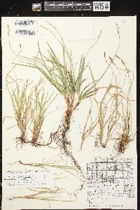 Carex communis var. communis image