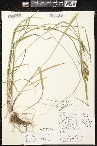 Carex sprengelii image