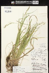 Carex bromoides image