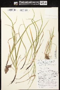 Carex communis var. communis image