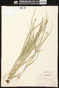 Carex cephaloidea image