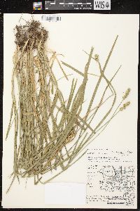 Carex cephaloidea image