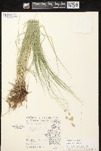 Carex tenera image