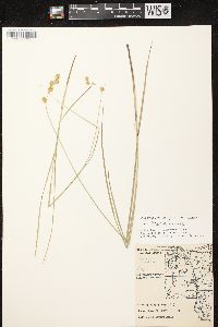 Carex tenera image