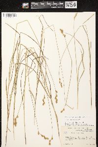 Carex tenera image