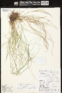 Carex tenera image