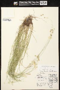 Carex tenera image