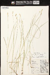 Carex tenera image