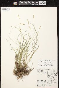 Carex tenera image