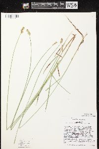 Carex siccata image