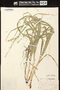 Carex sparganioides image