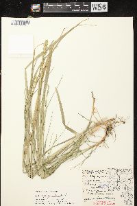 Carex sparganioides image