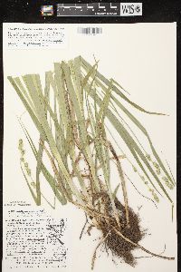 Carex sparganioides image