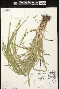 Carex sparganioides image