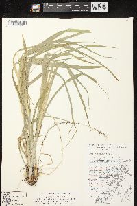 Carex sparganioides image