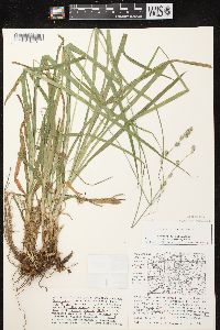 Carex sparganioides image