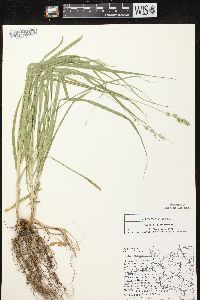 Carex sparganioides image