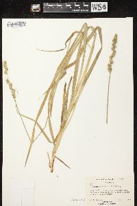 Carex sparganioides image