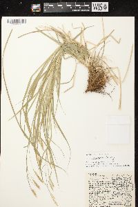 Carex sprengelii image