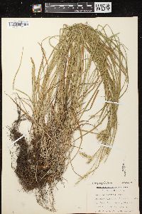 Carex sprengelii image