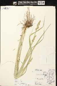 Carex stipata var. stipata image