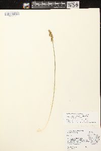 Carex stipata var. stipata image