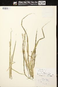 Carex stipata var. stipata image