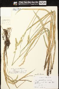 Carex stipata var. stipata image