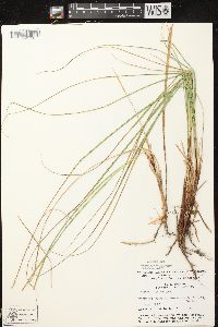 Carex stricta image