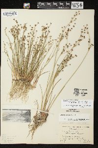 Juncus alpinoarticulatus image