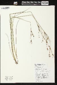 Juncus alpinoarticulatus image