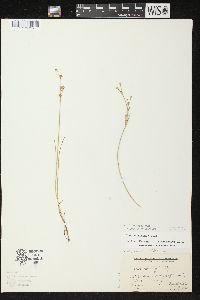 Juncus alpinoarticulatus image