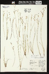 Juncus alpinoarticulatus image