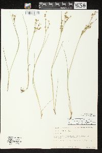 Juncus alpinoarticulatus image