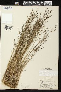 Juncus alpinoarticulatus image