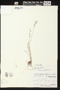 Juncus alpinoarticulatus image