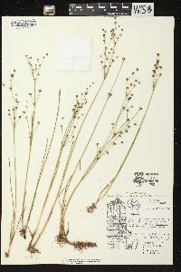 Juncus alpinoarticulatus image