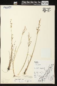 Juncus alpinoarticulatus image