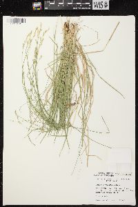 Carex bromoides image