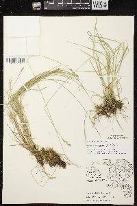 Carex bromoides subsp. bromoides image